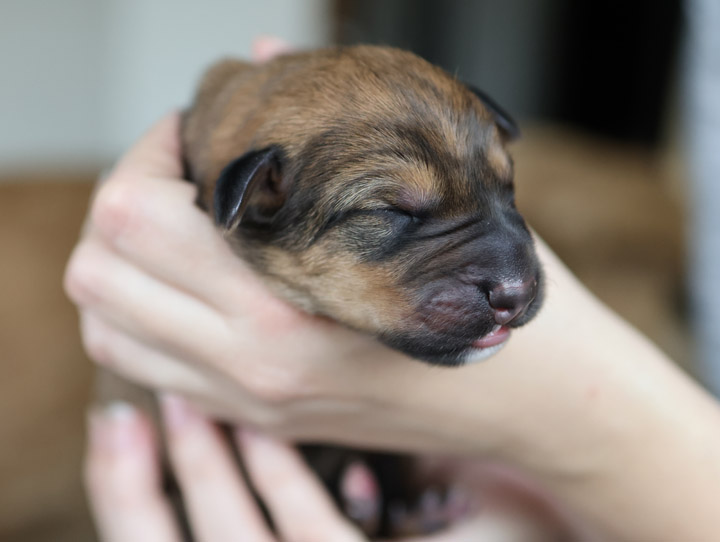 chinook puppy